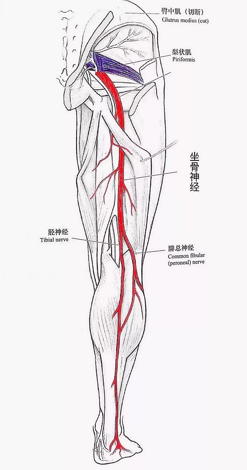 錘擊療法,錘擊療法工具,錘擊來(lái)哦發培訓