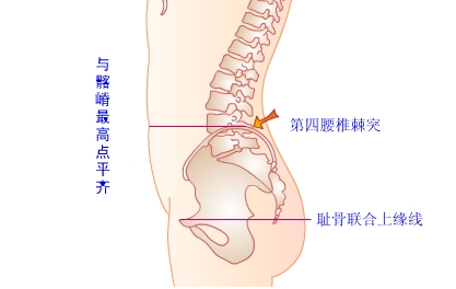 脊柱,腰椎