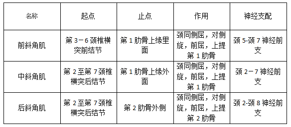 李華錘療,錘正療法,斜角肌